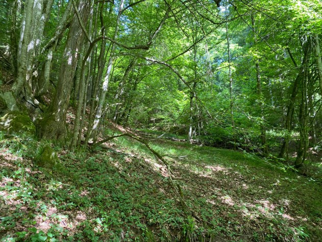 Gewerbe Grundrstück - Waldgrundstück Nähe Iggensbach/Handlab